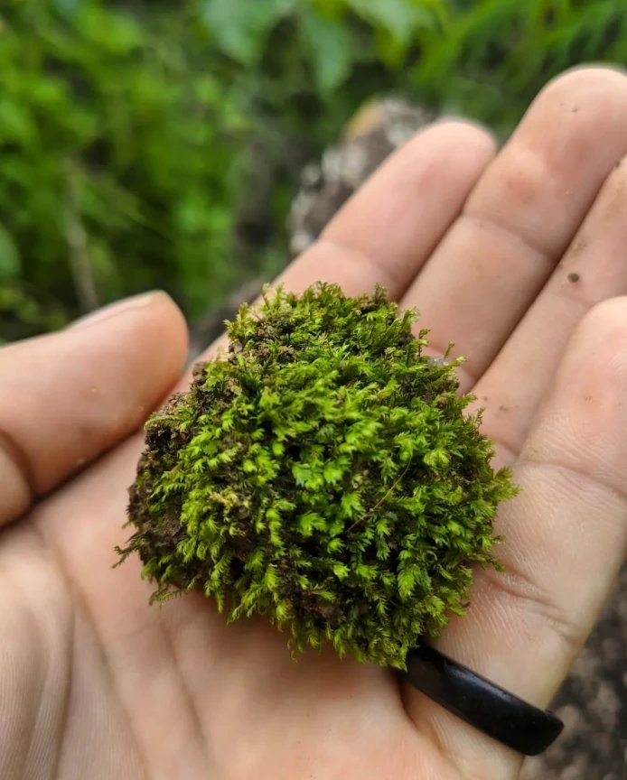 Musgo na mão, mata da aldeia